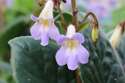 Drehfrucht - Streptocarpus