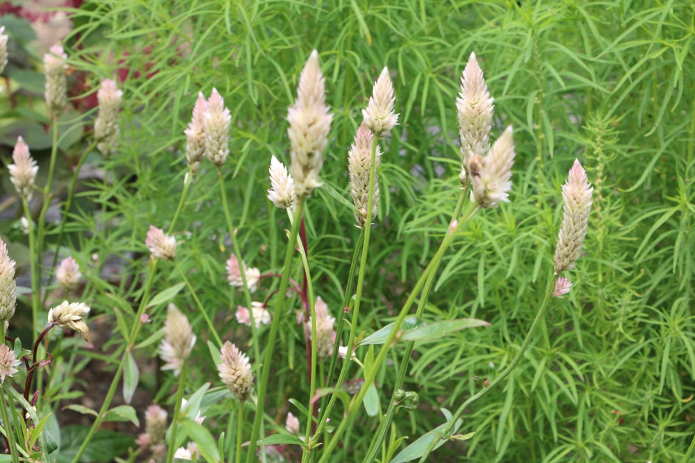 Silber-Brandschopf - Celosia argentea