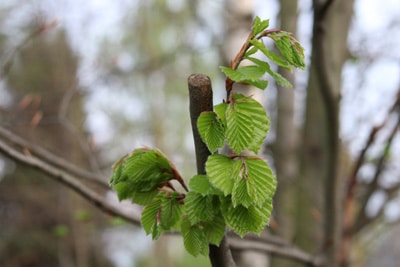 Corylus-Avellana-Haselnussstrauch