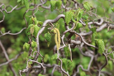 Korkenzieherhasel-Corylus-Avellana-Contorta