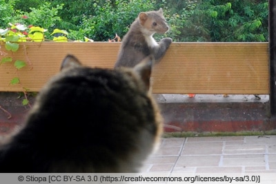 Katze beobachtet Marder auf Balkon