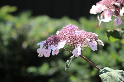 Samthortensie - Fellhortensie - Raue Hortensie