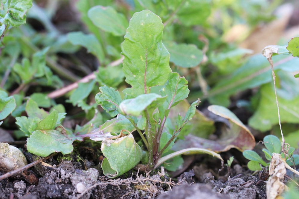 Rucola - Rauke - Eruca Sativa