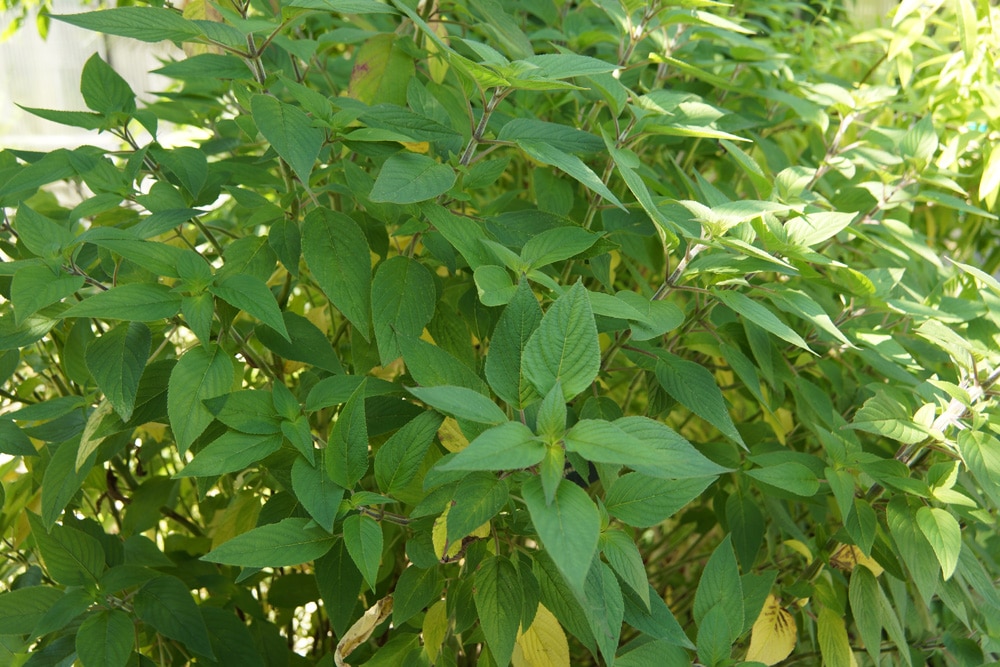 Ananassalbei - Salvia rutilans