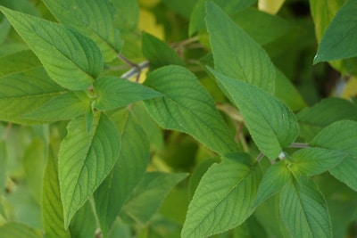 Ananassalbei - Salvia rutilans