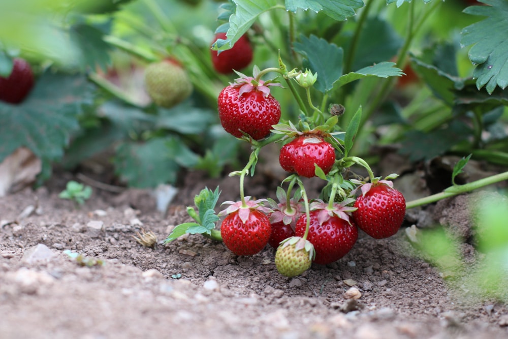 Erdbeeren - Fragaria