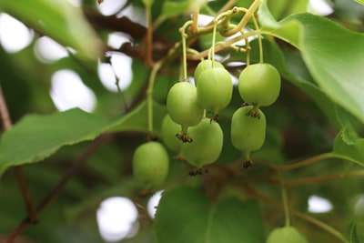 Japanische Strahlengriffel - Actinidia polygama