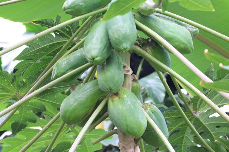 Papaya, Carica papaya AnzuchtAnleitung des Papayabaums Gartenrat.de