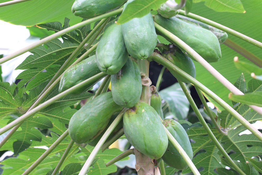 Papaya - Carica papaya