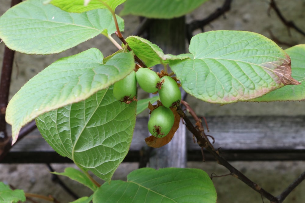 Strahlengriffel - Actinidia kolomikta