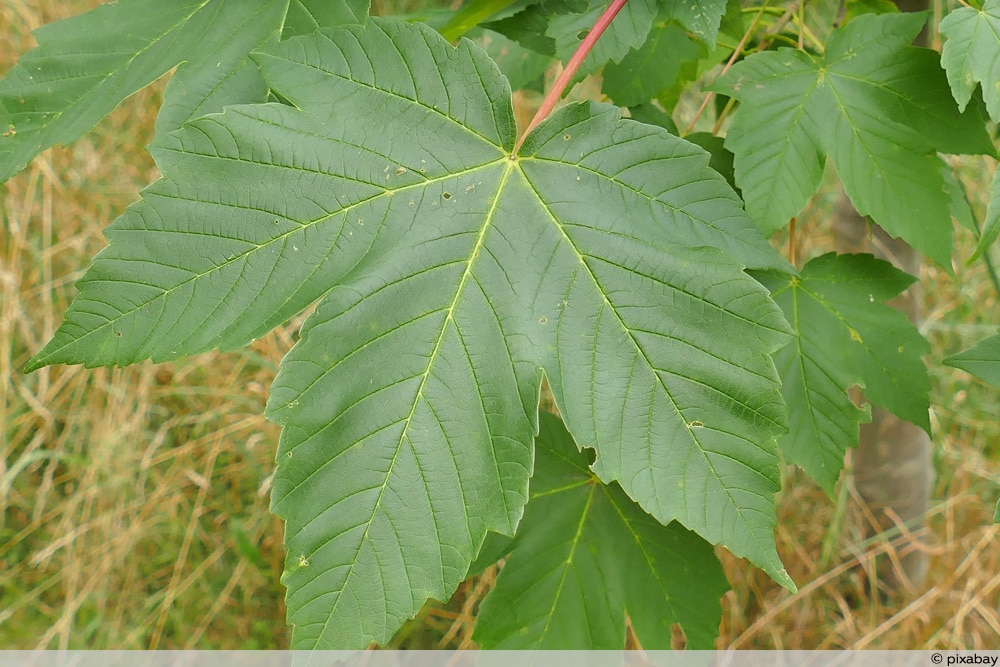 Berg-Ahorn - Pseudoplatanus