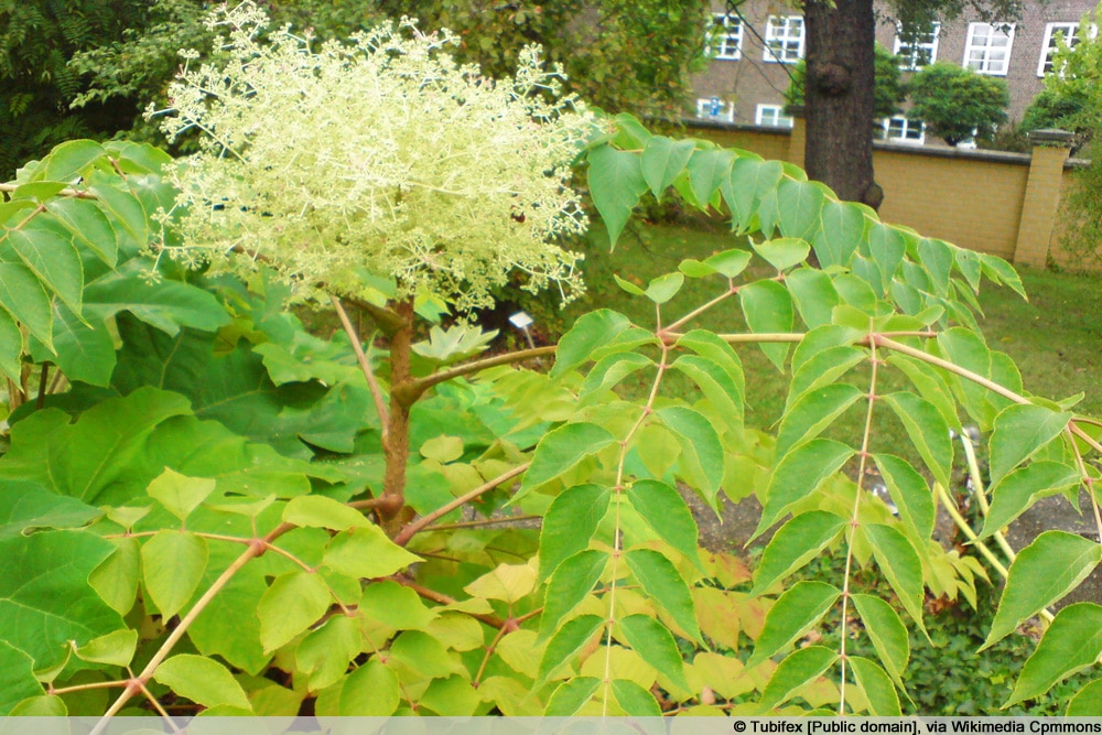 Japanische Aralie - Aralia elata