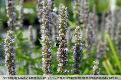 Duftnessel - Agastache rugosa 'Blue Fortune'