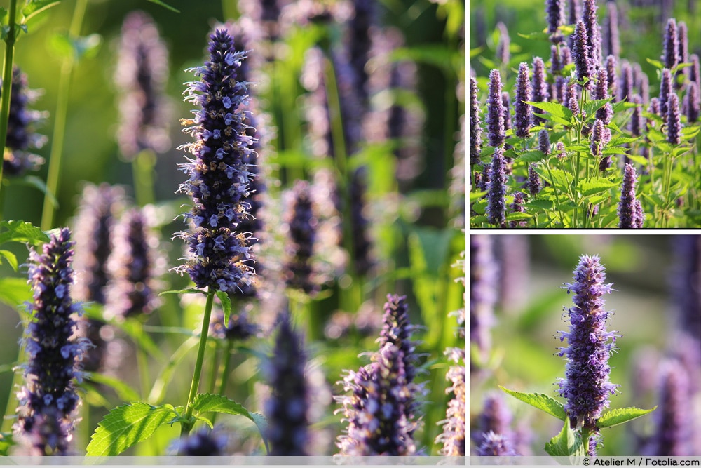 Duftnessel - Agastache rugosa - Collage