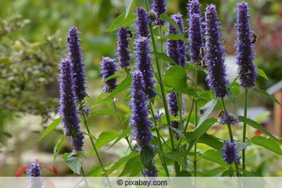 Duftnessel - Agastache rugosa