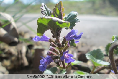 Gundermann - Glechoma hederacea 