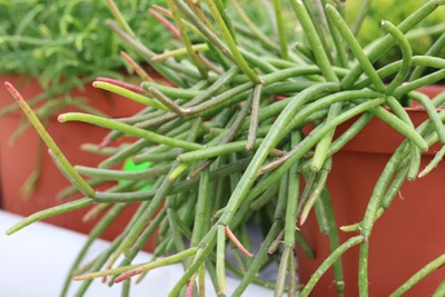 Rhipsalis baccifera