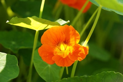 Kapuzinerkresse - Tropaeolum majus 