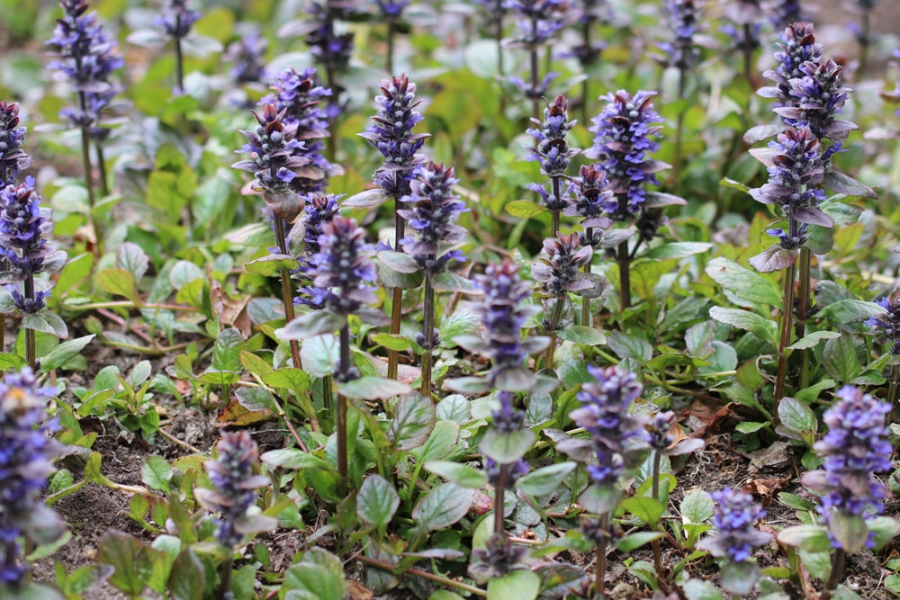 Kriechender Günsel - Ajuga reptans