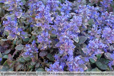 Kriechender Günsel - Ajuga reptans 'Burgundy Glow'