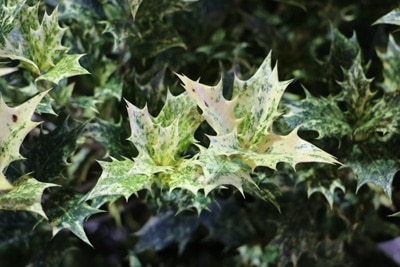 Duftblüte - Osmanthus heterophyllus 