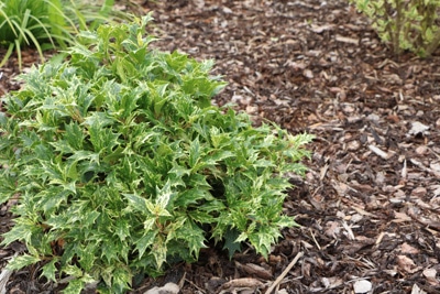 Duftblüte - Osmanthus heterophyllus 