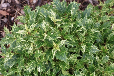 Duftblüte - Osmanthus heterophyllus 