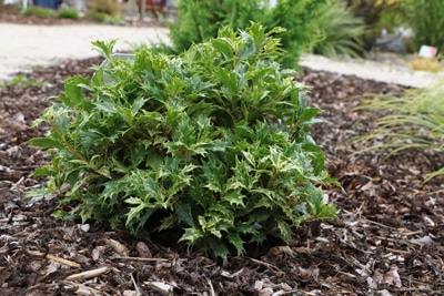 Duftblüte - Osmanthus heterophyllus 