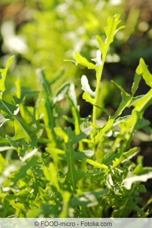 Rucola