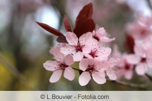 Blüte der Kirschpflaume