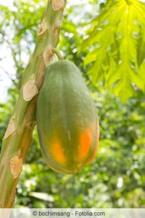 Papaya