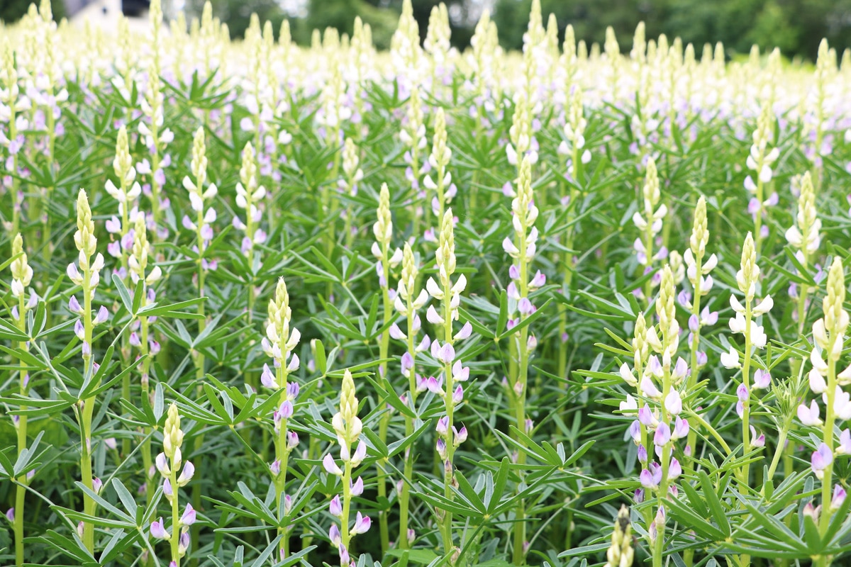 Gründüngung mit Lupinen