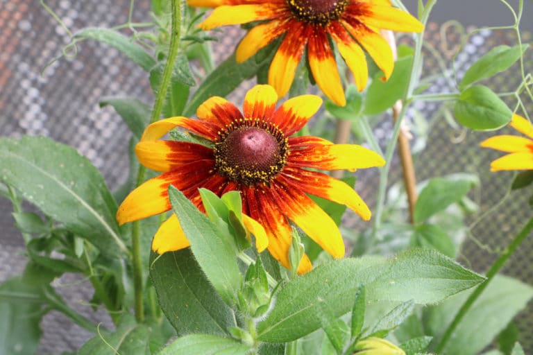 Sonnenhut, Echinacea Pflege, Schneiden und Vermehren Gartenrat.de