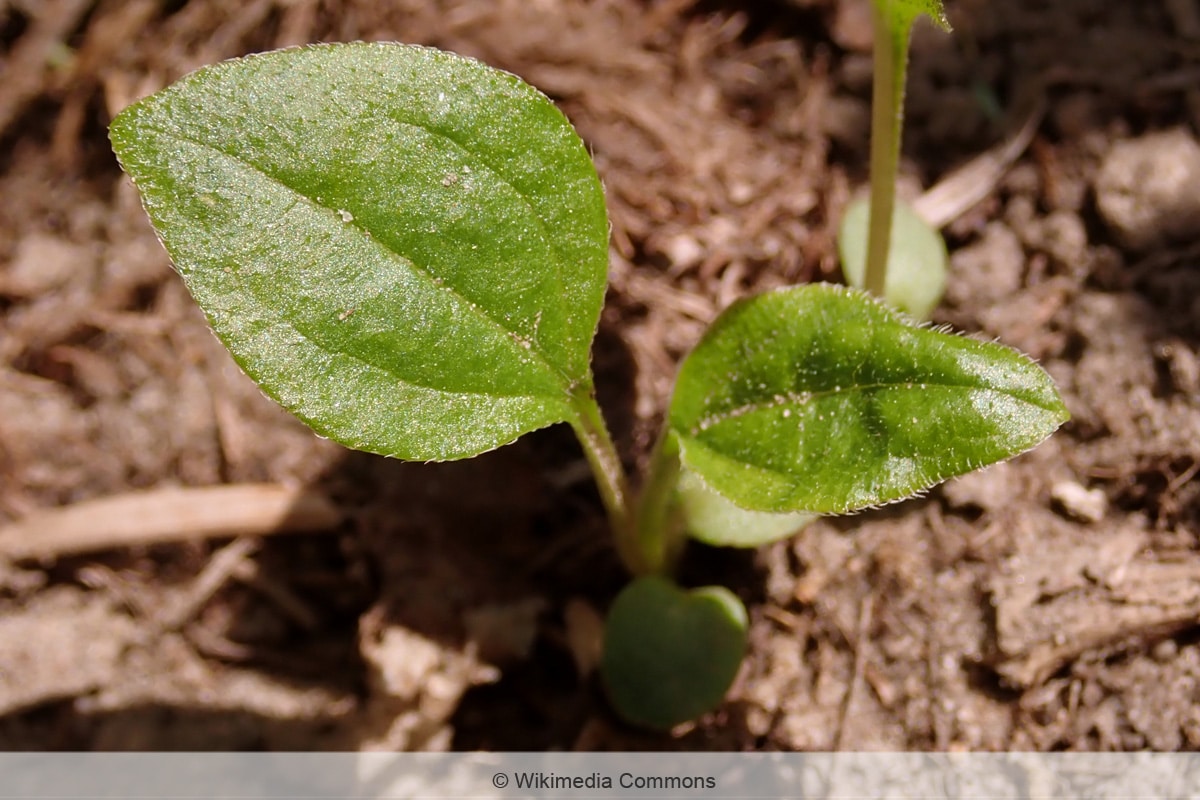 Setzling von Echinacea purpurea