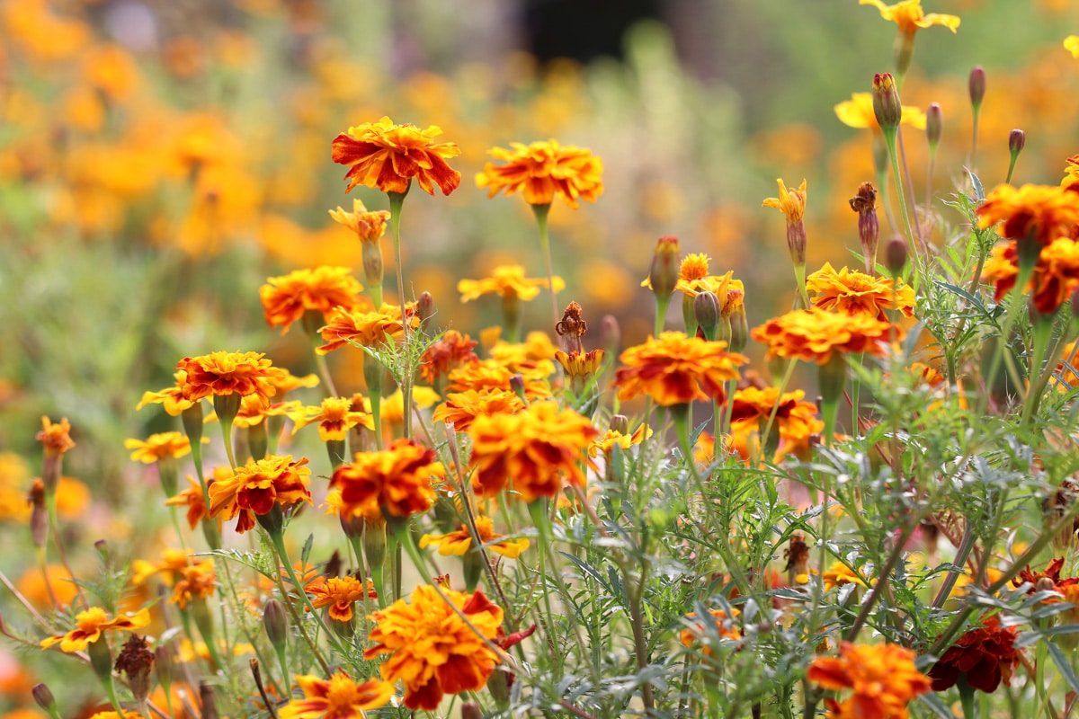 Gründünger - Studentenblume