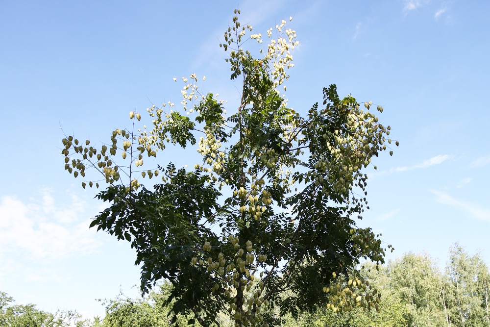 Blasenesche - Koelreuteria paniculata