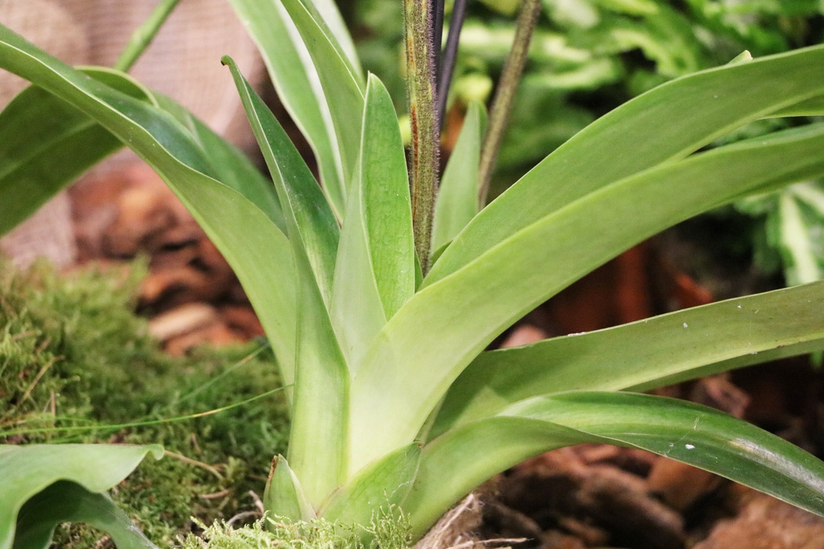 Venusschuh - Paphiopedilum