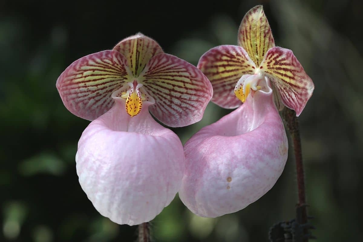 Frauenschuh-Orchidee - Paphiopedilum micranthum