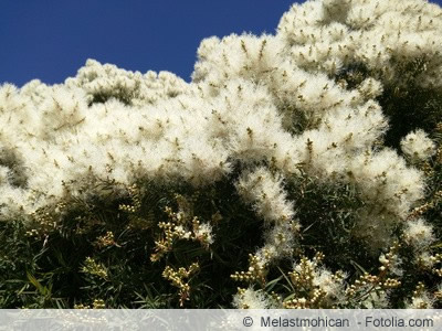 australischer teebaum