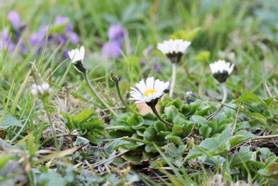 Margeriten - Leucanthemum