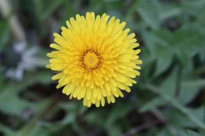 Löwenzahn - Taraxacum