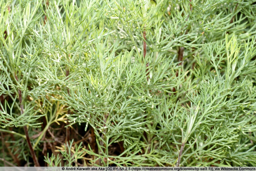 Eberraute - Artemisia abrotanum