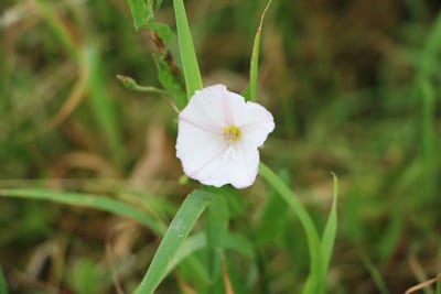 Acker-Winde - Convolvulus arvensis 