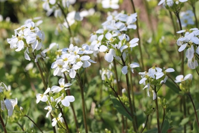 Alpen-Gänsekresse - Arabis alpina