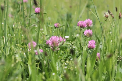 Rotklee - Trifolium pratense 