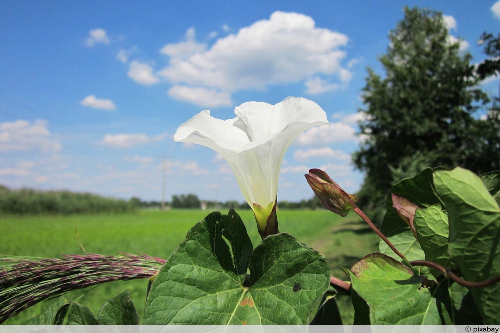 Zaunwinde - Calystegia sepium