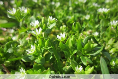 Vogel-Miere - Stellaria media