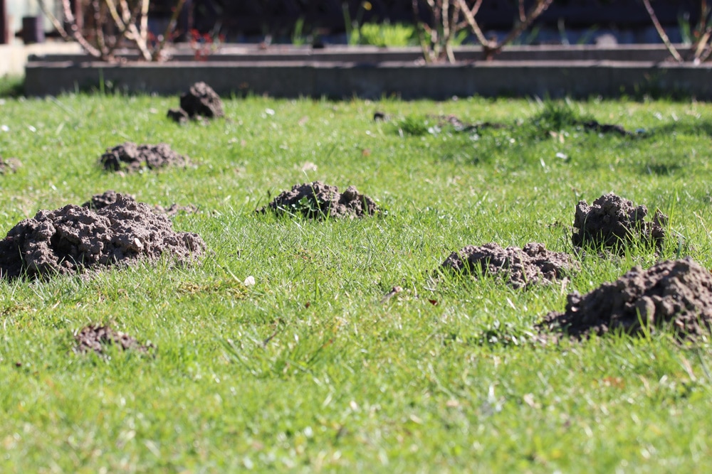 Maulwurfshügel im Garten