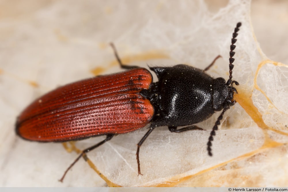 Schnellkäfer - Elateridae - Ampedus pomorum