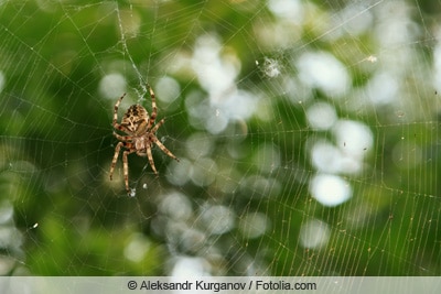 Spinne in Spinnennetz